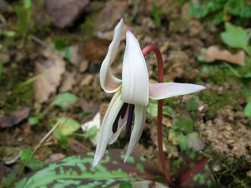 Erythronium dens-canis / Dente di cane